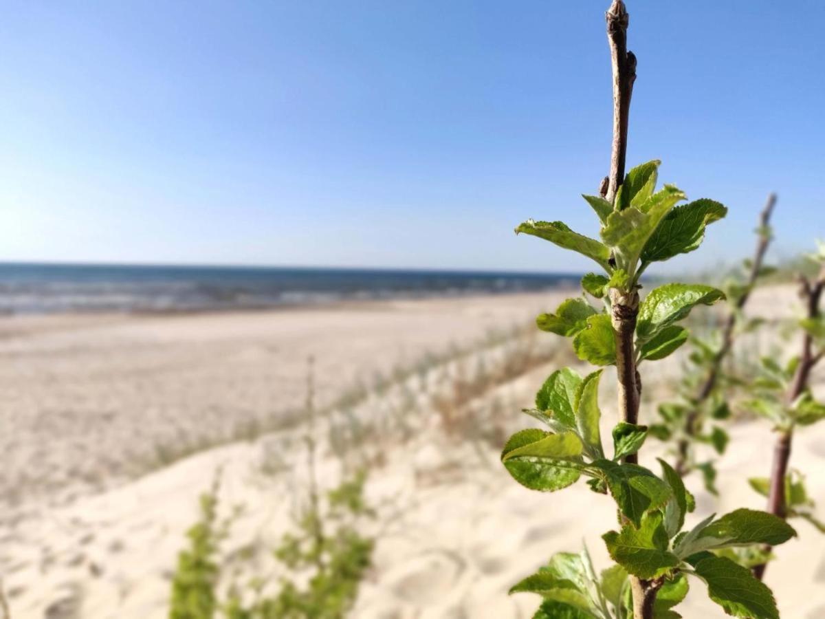 Apartamentai Palangoje Palanga